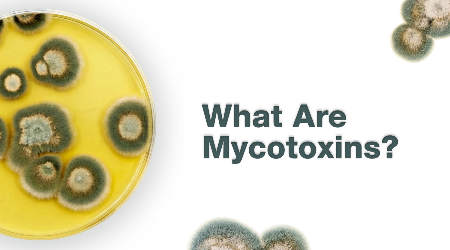 What Are Mycotoxins? – Alight Health Formulas