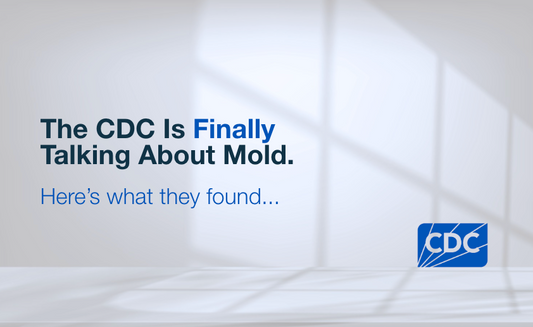 The CDC Is Finally Talking About Mold: Here’s What They Found